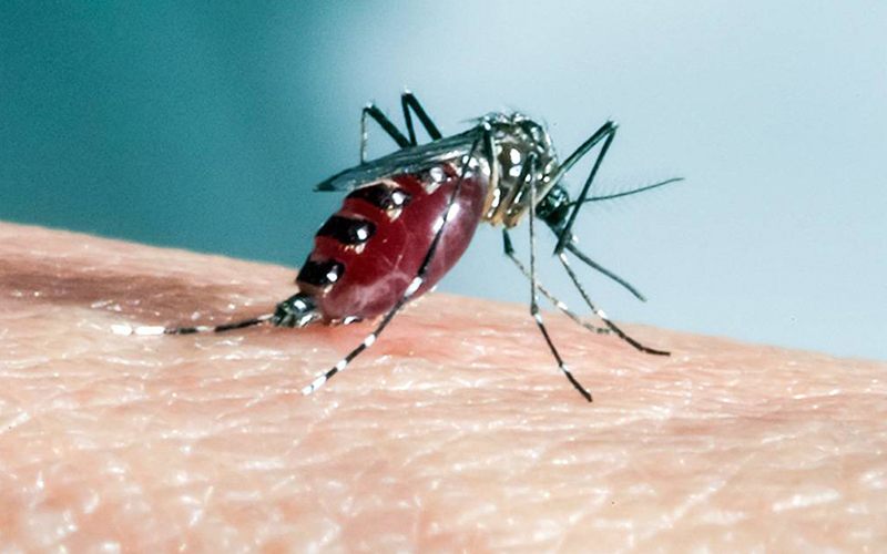 Zika infeta células destinadas a defenderem-se do agente patogénico