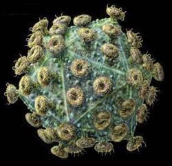 Vírus da Imunodeficiência Humana