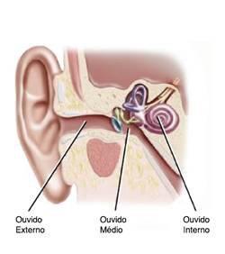 Anatomia do Ouvido