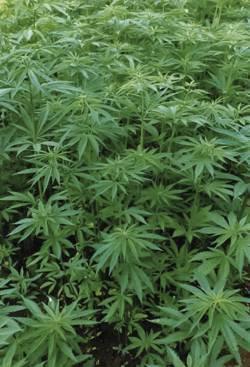 cannabis planta