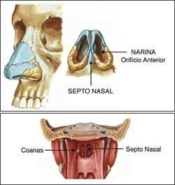 nariz e septo nasal