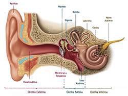 anatomia do ouvido