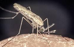malária, mosquito