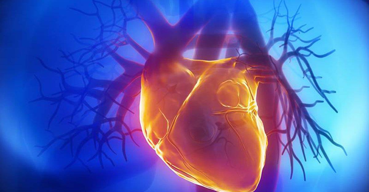 Cientistas do I3S estudam regeneração do tecido cardíaco