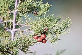 Juniperus phoenicea - planta