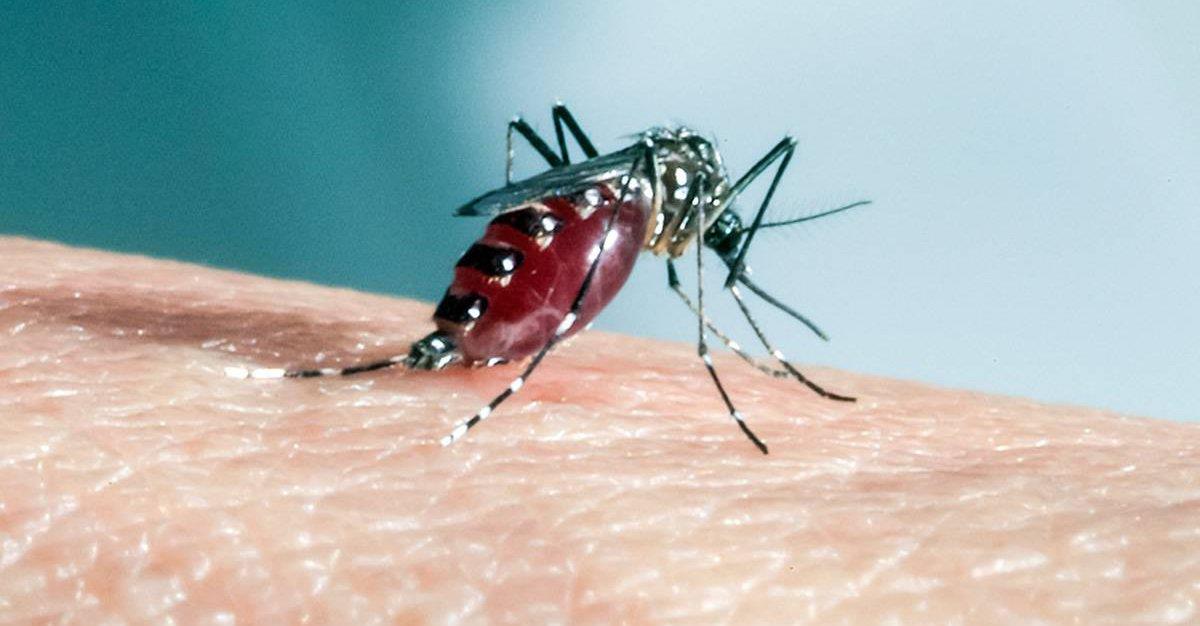 Zika infeta células destinadas a defenderem-se do agente patogénico