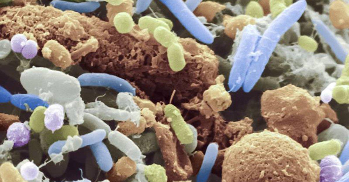 Micróbios intestinais podem ajudar a prever risco de internamento