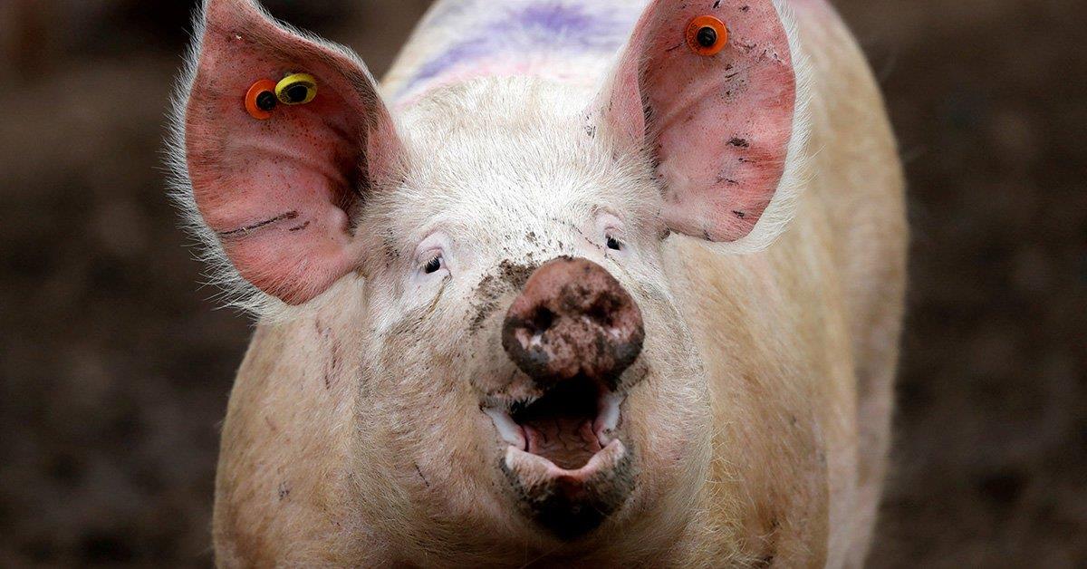 Vírus identificado em porcos consegue infetar células humanas