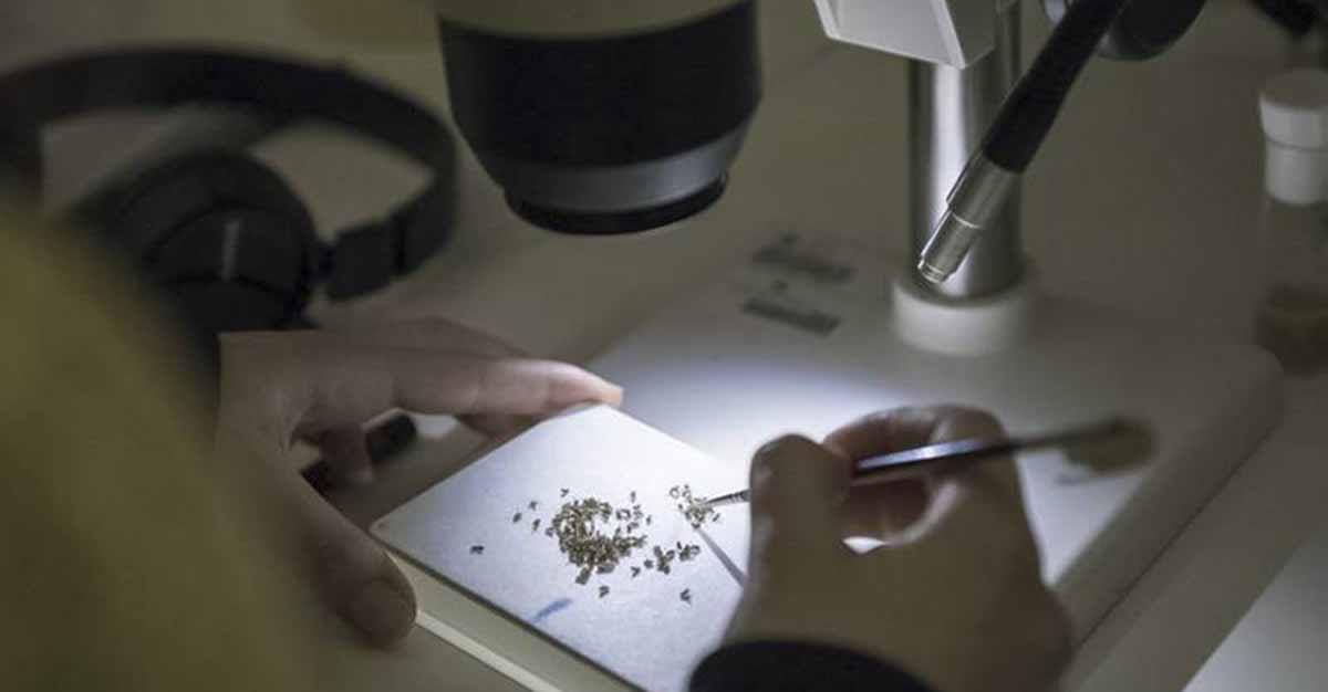 Cientistas estudam bactérias da mosca para melhor compreender humanos