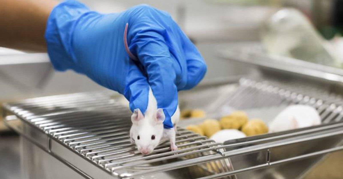 Cientistas bloqueiam proteína de silenciamento de RNA no fígado