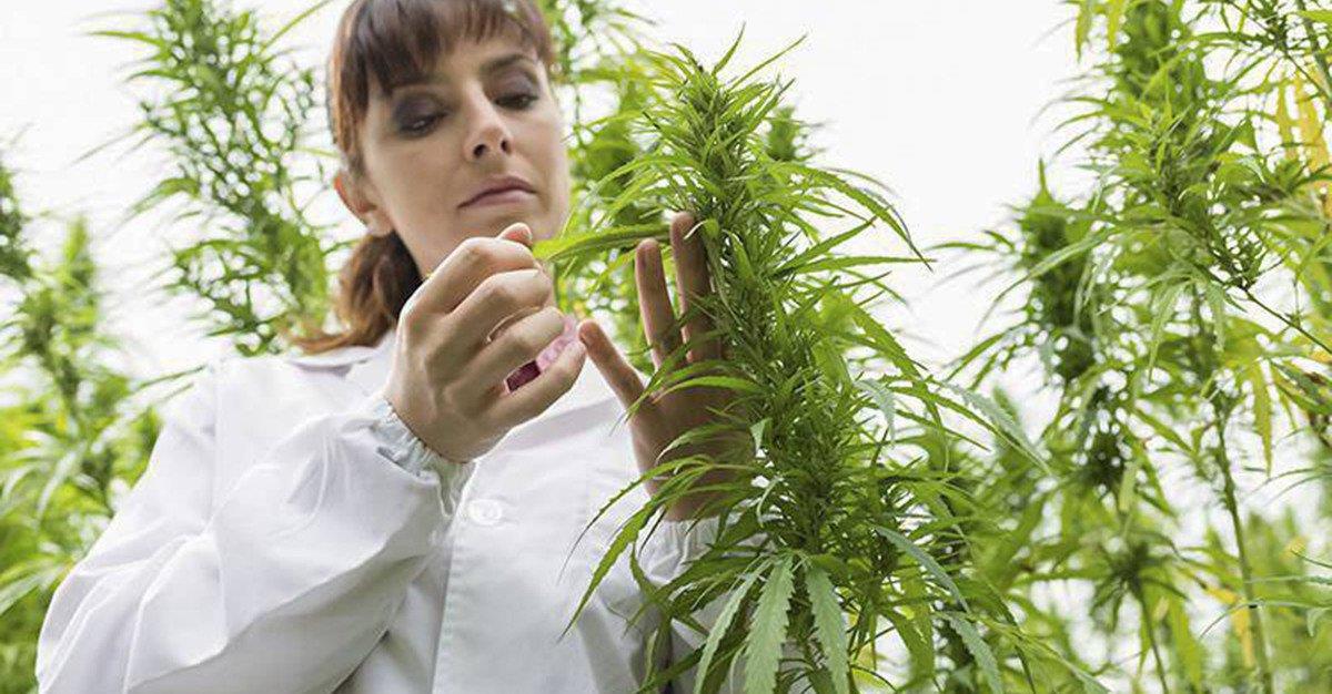 Cannabis terapêutica autorizada a partir de 1 de novembro no Reino Unido