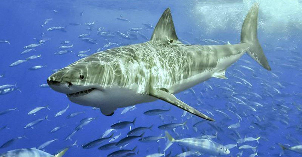 Descodificação do genoma do tubarão branco pode ajudar no combate ao cancro e às doenças do envelhecimento