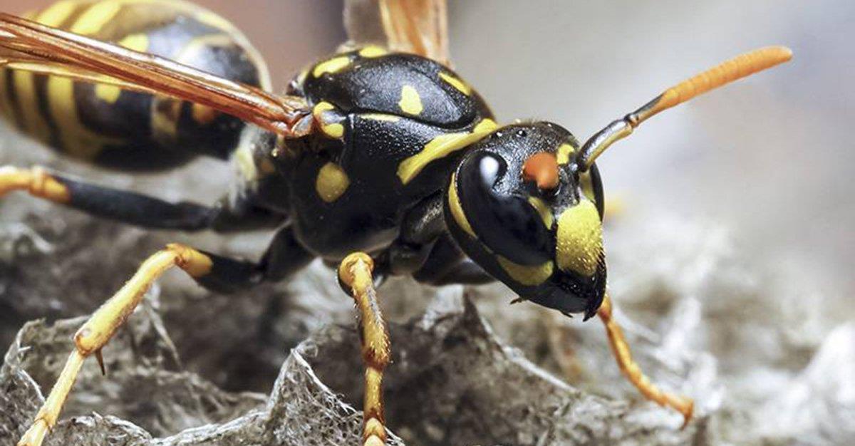 Veneno de vespa brasileira pode ser base para super antibiótico