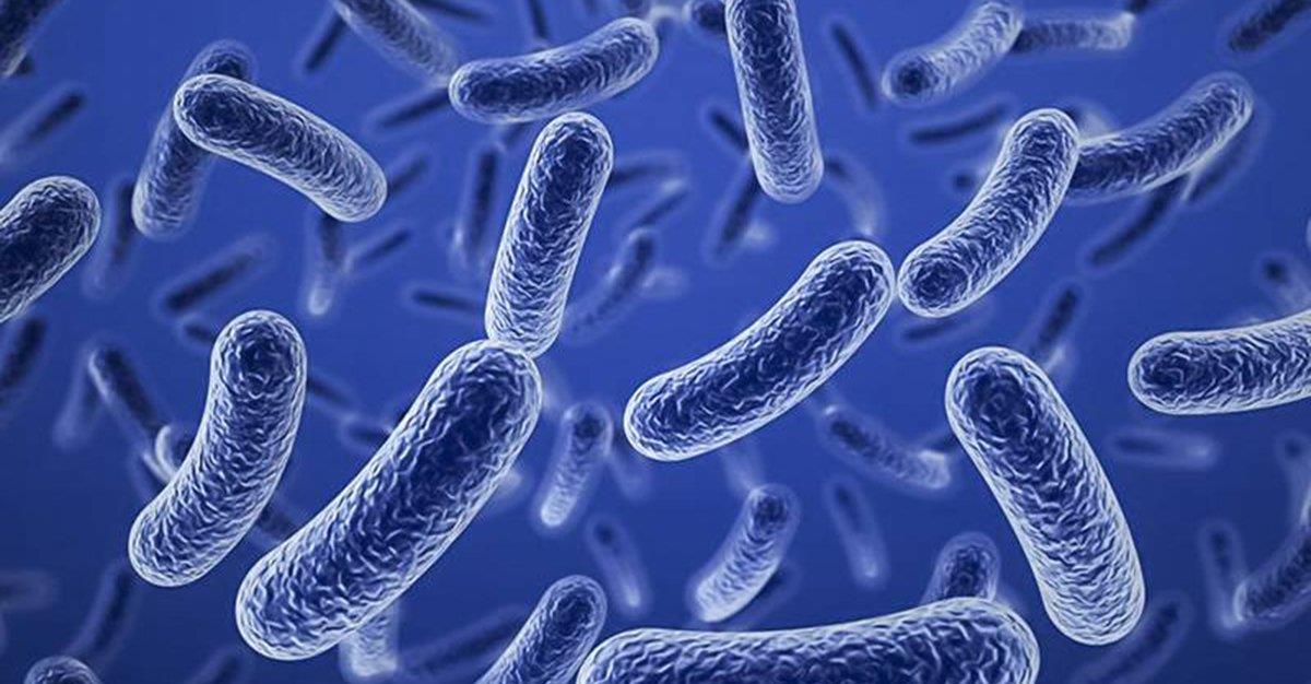 Descoberta de novas bactérias do intestino pode originar novos tratamentos contra o cancro intestinal