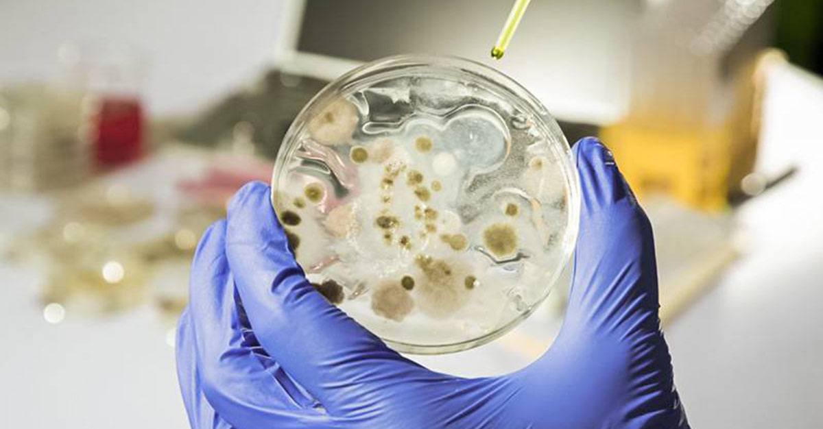 Cientistas portugueses analisam bactéria em tempo recorde em simulacro de surto