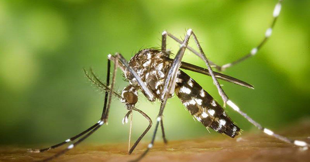 Mosquito transmissor da dengue detetado em Portugal
