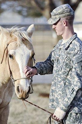 Cavalo militar