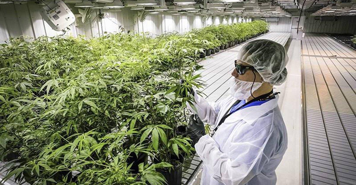 Produtora canadiana de cannabis entra em Portugal com 51% na Gaia Pharm