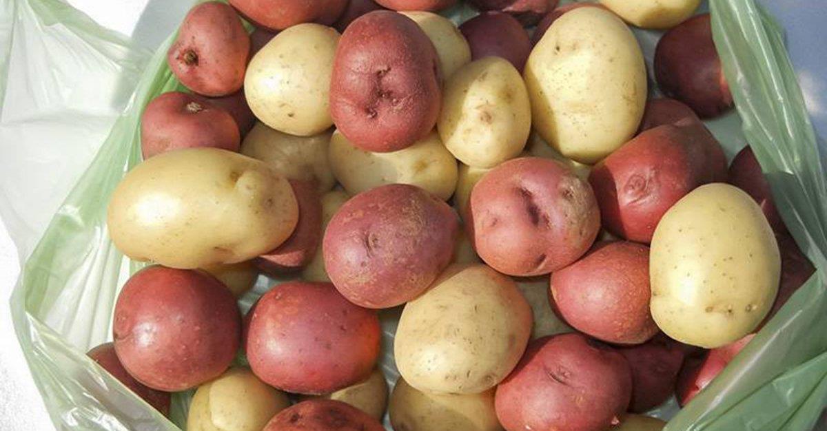 Batatas podem melhorar níveis de açúcar no sangue
