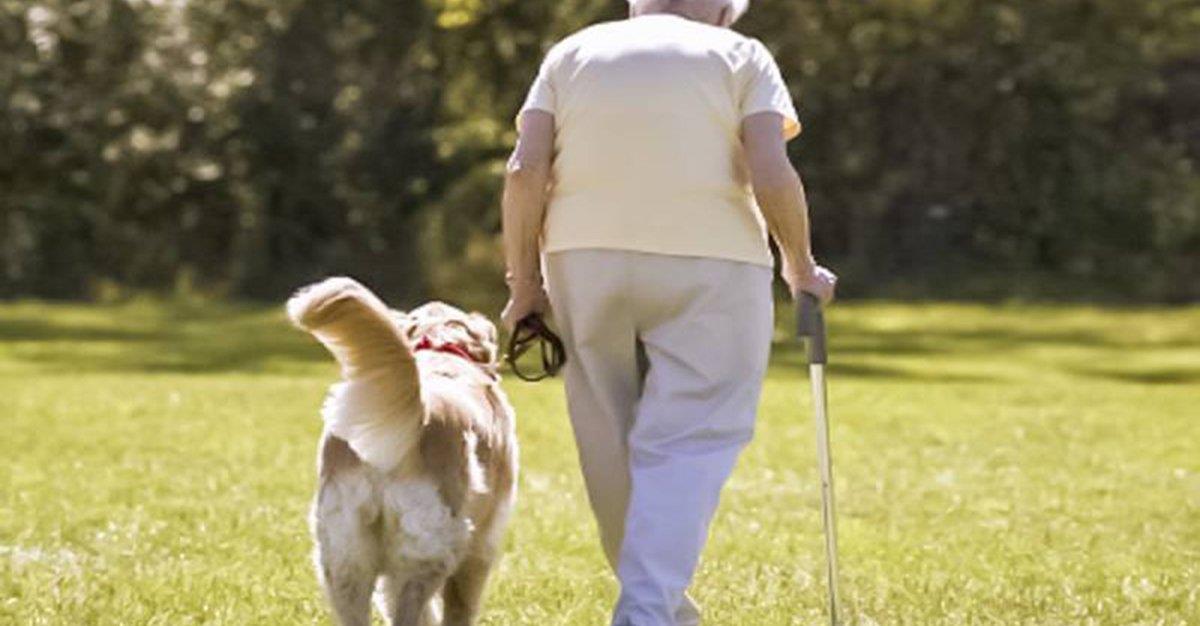 Caminhar com cães pode aumentar risco de quedas em idosos