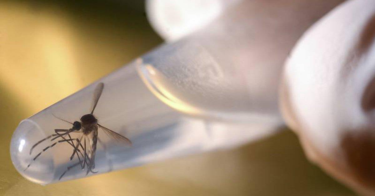 Proteção contra Zika pode estar em proteína do mosquito vetor da doença