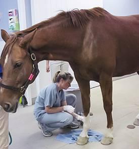 veterinária examina cavalo
