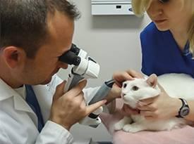 veterinário oftalmologista