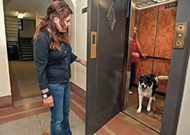cão no elevador