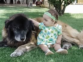 Cão Serra da Estrela e criança