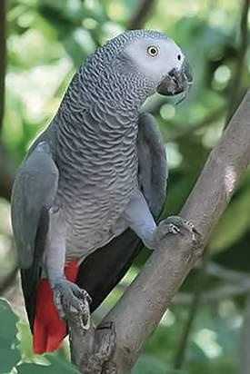 papagaio do Congo