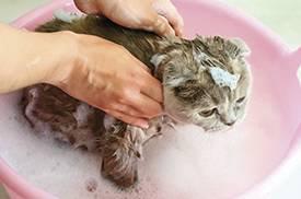 gato-no-banho