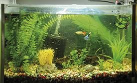 aquário com Guppys e plantas
