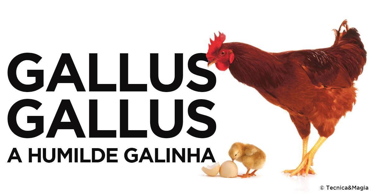GALLUS GALLUS: A HUMILDE GALINHA