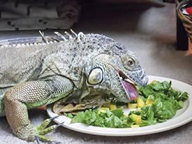 iguana a comer