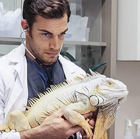 iguana no veterinário