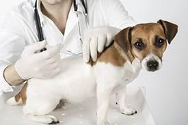 Vacina Cão