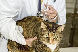Vacina Gato