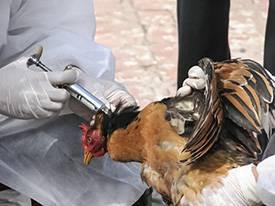 Vacina Aves