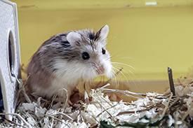 Hamster Anão Russo