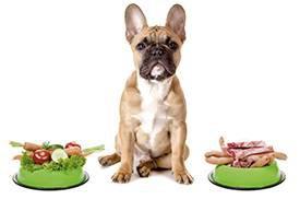 Cão com tigelas de comida