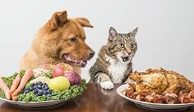 Cão e Gato à mesa