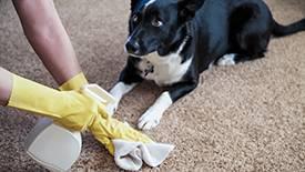 Limpar a sujidade do cão da carpete
