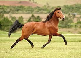 Cavalo Lusitano