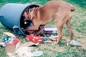 Cão no caixote do lixo