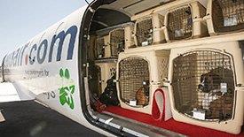 transporte-aéreo de animais