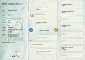 Certificado de Registo LOP
