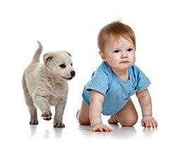 bebé e cão