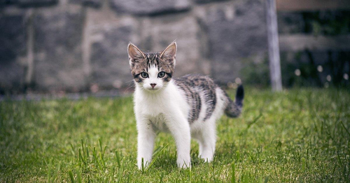 Desmame precoce pode influenciar agressividade em gatos
