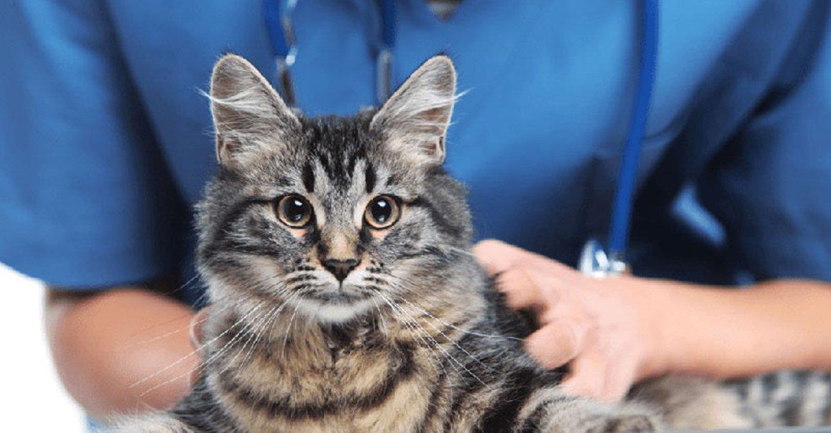 Ressonância magnética ajuda a detetar Peritonite Infeciosa Felina