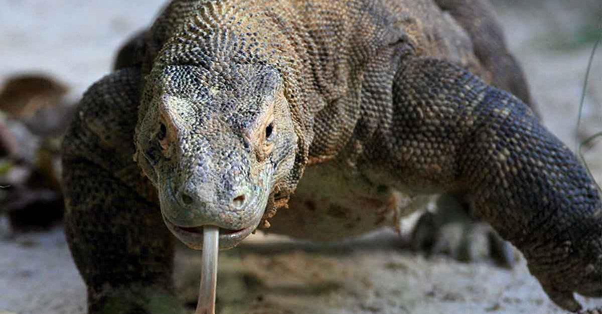 Sangue de dragão de Komodo pode ser chave para novos antibióticos